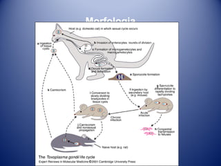 Morfologia

 