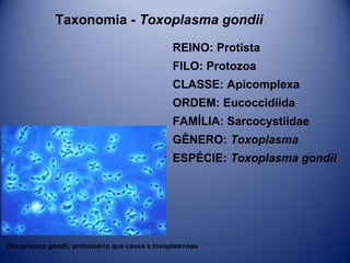 Taxonomia - Toxoplasma gondii
REINO: Protista
FILO: Protozoa
CLASSE: Apicomplexa
ORDEM: Eucoccidiida
FAMÍLIA: Sarcocystiidae
GÊNERO: Toxoplasma
ESPÉCIE: Toxoplasma gondii

Toxoplasma gondii, protozoário que causa a toxoplasmose

 