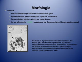 •

Oocisto

Morfologia

­ Forma infectante produzida no intestino do gato
­ Apresenta uma membrana dupla – grande resistência
­ Em condições ideais – viável por mais de ano
­ Ao ser eliminado

amadurece em 2 esporocistos (4 esporozoítos cada)

Oocistos de T.gondii forma excretadas nas fezes des
felinos. (A) Oocistos não esporulados. (B) Oocisto
esporulado com 2 esporocistos mostrando 4 esporozoítos
no interior do esporocisto (setas). (C) Microscopia
eletrônica de transmissão mostrando esporulação do
oocisto. Fonte: Dubey et al., 1998.

 