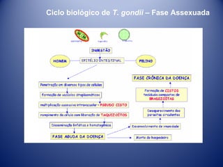 Ciclo biológico de T. gondii – Fase Assexuada

 