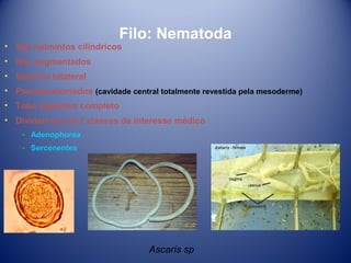 Filo: Nematoda

• São helmintos cilíndricos
• Não segmentados
• Simetria bilateral

• Pseudocelomados (cavidade central totalmente revestida pela mesoderme)
• Tubo digestivo completo
• Dividem-se em 2 classes de interesse médico
­ Adenophorea
­ Sercenentea

Ascaris sp

 
