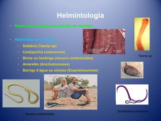 Helmintologia
­ Ramo da zoologia que estuda os vermes;
­ Helmintos ou vermes
­

Solitária (Taenia sp)

­

Canjiquinha (cisticercos)

­

Bicha ou lombriga (Ascaris lumbricoides)

­

Amarelão (Ancilostomoses)

­

Barriga d’água ou xistose (Esquistosomose)

Ascaris lumbricoides

Taenia sp

Schistosoma mansoni

 