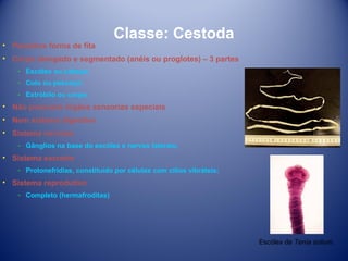 • Parasitos forma de fita

Classe: Cestoda

• Corpo alongado e segmentado (anéis ou proglotes) – 3 partes
­ Escólex ou cabeça;
­ Colo ou pescoço;
­ Estróbilo ou corpo.

• Não possuem órgãos sensorias especiais
• Nem sistema digestivo
• Sistema nervoso
­ Gânglios na base do escólex e nervos laterais;

• Sistema excretor
­ Protonefrídias, constituído por células com cílios vibráteis;

• Sistema reprodutivo
­ Completo (hermafroditas)

Escólex de Tenia solium.

 