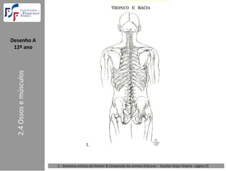 Desenho A  
 12º ano
  2.4 Ossos e músculos




                                            1.



                         1. : Anatomia artística do Homem & Comparada dos animais Gravuras – Escultor Anjos Teixeira ‐ página 23 
 