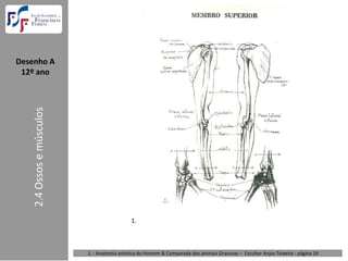 Desenho A  
 12º ano
    2.4 Ossos e músculos




                                              1.



                           1. : Anatomia artística do Homem & Comparada dos animais Gravuras – Escultor Anjos Teixeira ‐ página 19 
 