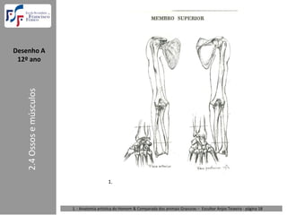 Desenho A  
 12º ano
    2.4 Ossos e músculos




                                              1.



                           1. : Anatomia artística do Homem & Comparada dos animais Gravuras – Escultor Anjos Teixeira ‐ página 18 
 
