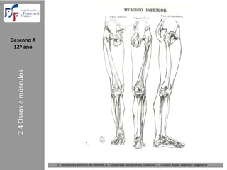 Desenho A  
 12º ano
  2.4 Ossos e músculos




                                            1.



                         1. : Anatomia artística do Homem & Comparada dos animais Gravuras – Escultor Anjos Teixeira ‐ página 21 
 