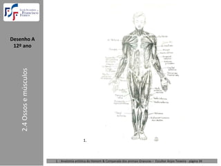 Desenho A  
 12º ano
    2.4 Ossos e músculos




                                              1.



                           1. : Anatomia artística do Homem & Comparada dos animais Gravuras – Escultor Anjos Teixeira ‐ página 34 
 