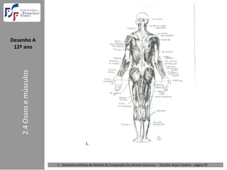 Desenho A  
 12º ano
    2.4 Ossos e músculos




                                              1.



                           1. : Anatomia artística do Homem & Comparada dos animais Gravuras – Escultor Anjos Teixeira ‐ página 35 
 