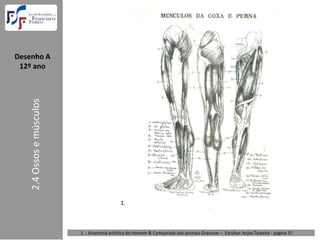 Desenho A  
 12º ano
    2.4 Ossos e músculos




                                              1.



                           1. : Anatomia artística do Homem & Comparada dos animais Gravuras – Escultor Anjos Teixeira ‐ página 37 
 