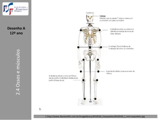 Desenho A  
 12º ano
    2.4 Ossos e músculos




                           1.

                                1 http://www.3bscientific.com.br/imagelibrary/W10530_l/esqueleto/W10530_l_mini‐esqueleto.jpg
 