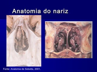 Anatomia do narizAnatomia do nariz
Fonte: Anatomia de Sobotta, 2001.
 