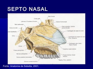 SEPTO NASAL
Fonte: Anatomia de Sobotta, 2001.
 