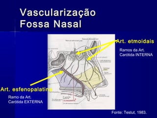 Art. etmoidais
Art. esfenopalatina
Ramos da Art.
Carótida INTERNA
Ramo da Art.
Carótida EXTERNA
VascularizaçãoVascularização
Fossa NasalFossa Nasal
Fonte: Testut, 1983.
 
