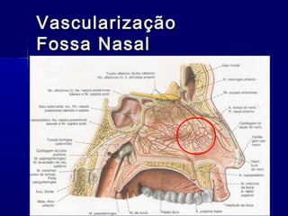 VascularizaçãoVascularização
Fossa NasalFossa Nasal
 