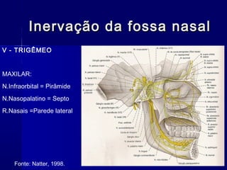 Inervação da fossa nasalInervação da fossa nasal
V - TRIGÊMEO
MAXILAR:
N.Infraorbital = Pirâmide
N.Nasopalatino = Septo
R.Nasais =Parede lateral
Fonte: Natter, 1998.
 