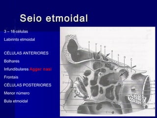 CÉLULAS ANTERIORES
Bolhares
Infundibulares Agger nasi
Frontais
CÉLULAS POSTERIORES
Menor número
Bula etmoidal
Seio etmoidalSeio etmoidal
3 – 18 células
Labirinto etmoidal
 