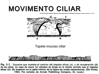MOVIMENTO CILIARMOVIMENTO CILIAR
Tapete mucoso ciliar
 