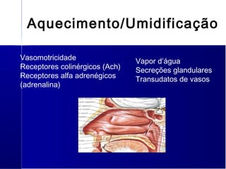 Vasomotricidade
Receptores colinérgicos (Ach)
Receptores alfa adrenégicos
(adrenalina)
Aquecimento/Umidificação
Vapor d’água
Secreções glandulares
Transudatos de vasos
 