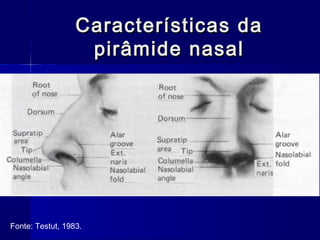 Características daCaracterísticas da
pirâmide nasalpirâmide nasal
Fonte: Testut, 1983.
 