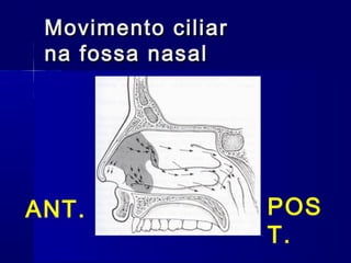 Movimento ciliarMovimento ciliar
na fossa nasalna fossa nasal
POS
T.
ANT.
 
