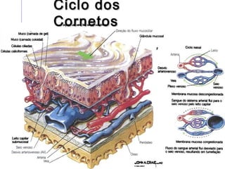Ciclo dosCiclo dos
CornetosCornetos
 