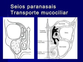 Seios paranasaisSeios paranasais
Transporte mucociliarTransporte mucociliar
 