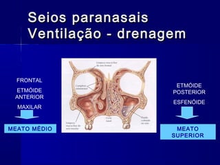 Seios paranasaisSeios paranasais
Ventilação - drenagemVentilação - drenagem
FRONTAL
ETMÓIDE
ANTERIOR
MAXILAR
MEATO MÉDIO
ETMÓIDE
POSTERIOR
ESFENÓIDE
MEATO
SUPERIOR
 