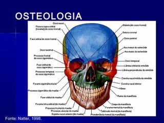 OSTEOLOGIA
Fonte: Natter, 1998.
 