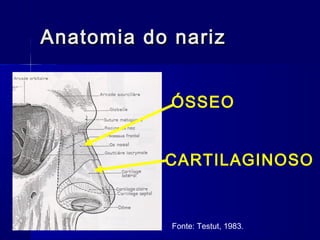 Anatomia do narizAnatomia do nariz
ÓSSEO
CARTILAGINOSO
Fonte: Testut, 1983.
 