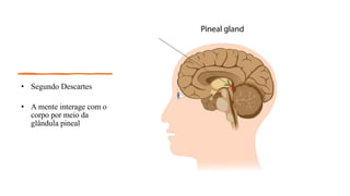 • Segundo Descartes
• A mente interage com o
corpo por meio da
glândula pineal
 