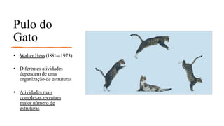 Pulo do
Gato
• Walter Hess (1881--‐1973)
• Diferentes atividades
dependem de uma
organização de estruturas
• Atividades mais
complexas recrutam
maior número de
estruturas
 