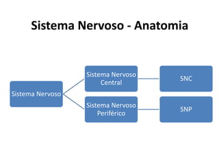 Sistema Nervoso - Anatomia
Sistema Nervoso
Sistema Nervoso
Central
SNC
Sistema Nervoso
Periférico
SNP
 