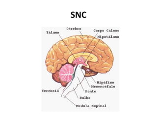SNC
 