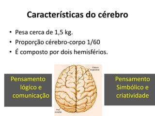 Características do cérebro
• Pesa cerca de 1,5 kg.
• Proporção cérebro-corpo 1/60
• É composto por dois hemisférios.
Pensamento
lógico e
comunicação
Pensamento
Simbólico e
criatividade
 