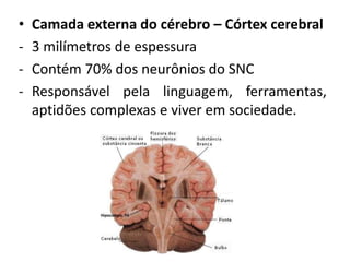 • Camada externa do cérebro – Córtex cerebral
- 3 milímetros de espessura
- Contém 70% dos neurônios do SNC
- Responsável pela linguagem, ferramentas,
aptidões complexas e viver em sociedade.
 