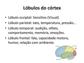 Lóbulos do córtex
• Lóbulo occiptal: Sensitivo (Visual)
• Lóbulo parietal: tato, temperatura, pressão...
• Lóbulo temporal: audição, olfato,
comportamento, memória, emoções.
• Lóbulo frontal: fala, capacidade motora,
humor, relação com ambiente.
 
