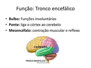 Função: Tronco encefálico
• Bulbo: Funções involuntárias
• Ponte: liga o córtex ao cerebelo
• Mesencéfalo: contração muscular e reflexo
 