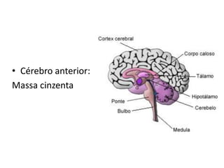 • Cérebro anterior:
Massa cinzenta
 