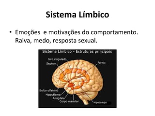 Sistema Límbico
• Emoções e motivações do comportamento.
Raiva, medo, resposta sexual.
 