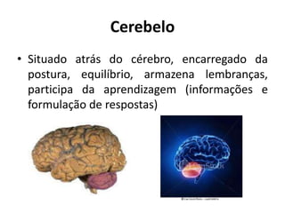 Cerebelo
• Situado atrás do cérebro, encarregado da
postura, equilíbrio, armazena lembranças,
participa da aprendizagem (informações e
formulação de respostas)
 