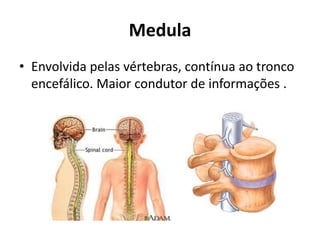 Medula
• Envolvida pelas vértebras, contínua ao tronco
encefálico. Maior condutor de informações .
 