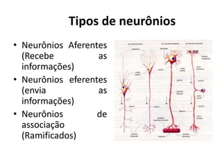 Tipos de neurônios
• Neurônios Aferentes
(Recebe as
informações)
• Neurônios eferentes
(envia as
informações)
• Neurônios de
associação
(Ramificados)
 