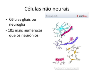 Células não neurais
• Células gliais ou
neuroglia
- 10x mais numerosas
que os neurônios
 