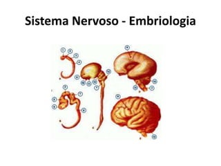Sistema Nervoso - Embriologia
 