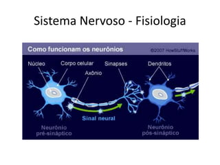 Sistema Nervoso - Fisiologia
 