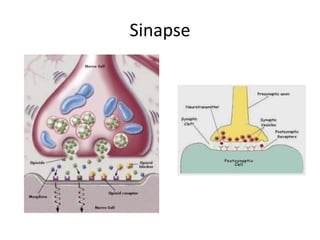 Sinapse
 