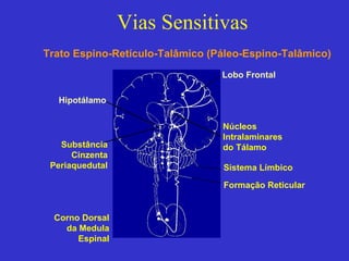 Dimensões da Dor
Neo-espino-talâmico
Sensitiva - Discriminativa
Córtex encefálico
Afetiva - Motivacional
Paleo-espino-talâ...