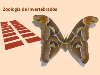 Zoologia de Invertebrados
 