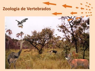 Zoologia de Vertebrados
 